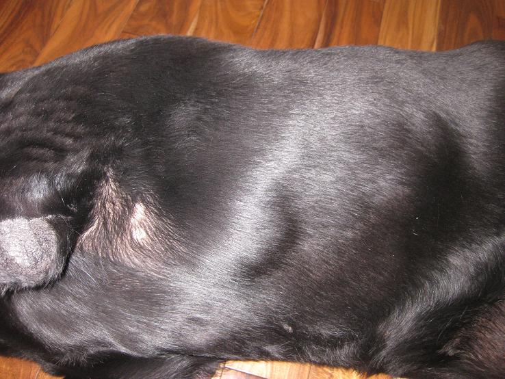 GliderGossip My poor blob of a black lab *UPDATE*....it's finally time.